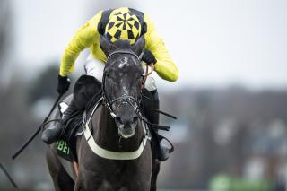Horse running